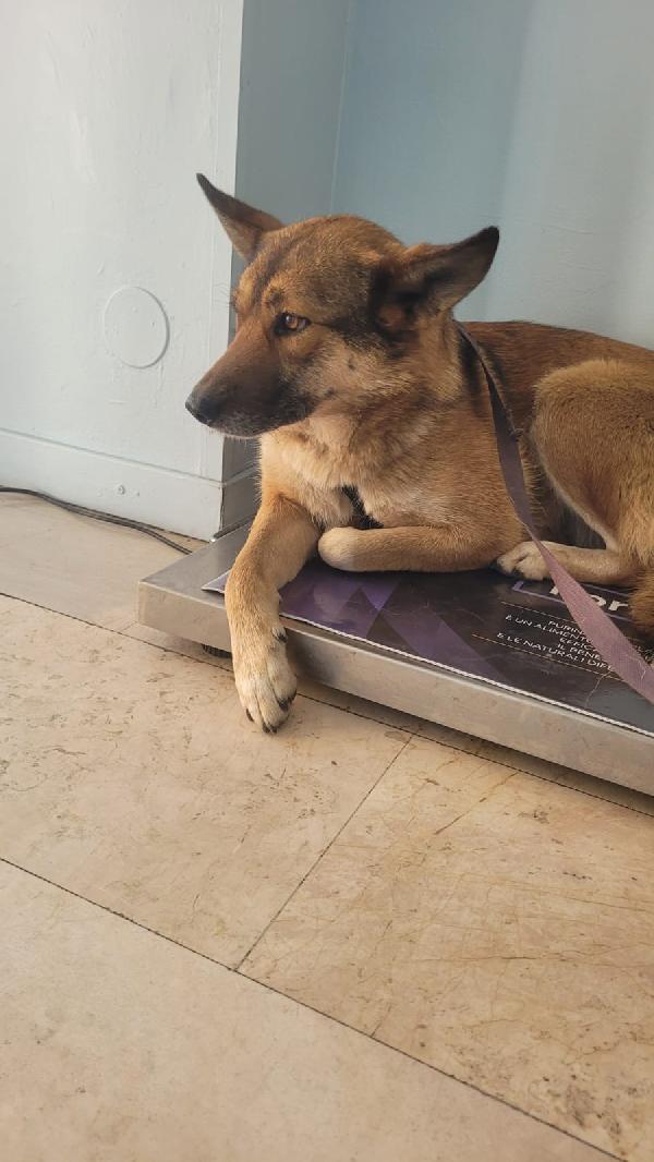 Anais, la nostra splendida lupetta Foto 3